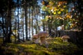 Three brown cap mushroom grow in wood Royalty Free Stock Photo