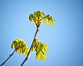 three brown chestnut branches with green leaves in spring