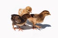 Three brown chicken chicks, two weeks old. Small brown chickens with shadow isolated on white background. Three chicks run Royalty Free Stock Photo