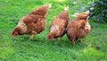 Three Brown Chicken Eating Grain and Grass