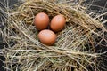 Three Brown Chicken Eggs in Hay Nest Royalty Free Stock Photo