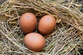 Three Brown Chicken Eggs in Hay Nest Royalty Free Stock Photo