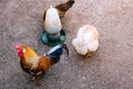 Brown Chickens in a Farm Royalty Free Stock Photo