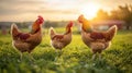 Three brown chickens in a grassy field at sunset Royalty Free Stock Photo