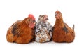 Three brown chickens Royalty Free Stock Photo