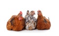Three brown chickens Royalty Free Stock Photo