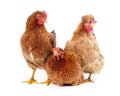 Three brown chickens Royalty Free Stock Photo