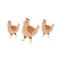 Three Brown Chickens Walking