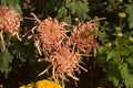 Three brown chrysanthemum flower blossoms like spiders Royalty Free Stock Photo