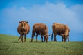 Three brown cows on a hill