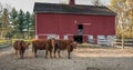 Three brown cows Royalty Free Stock Photo