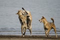 Three Brown Dogs Fighting and Playing at Indian Beach in morning