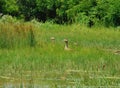 Three Brown Ducks Royalty Free Stock Photo