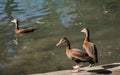 Three ducks ready for a swim Royalty Free Stock Photo