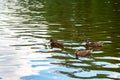 Three brown ducks swimming in a lake, which reflects the blue sky and green foliage. Birds in the dendrological park Royalty Free Stock Photo