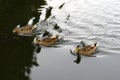 Three brown ducks swimming in the water Royalty Free Stock Photo