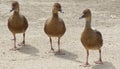 Three Brown Ducks Royalty Free Stock Photo