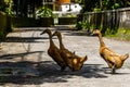 Three brown ducks are walking freely on the village road Royalty Free Stock Photo