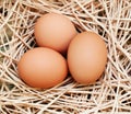 Three brown eggs Royalty Free Stock Photo