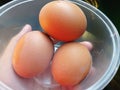 Three brown eggs are in a clear plastic bowl. Royalty Free Stock Photo