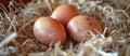 Three Brown Eggs in Hay Pile