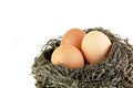 Three Brown Eggs in a Nest Royalty Free Stock Photo