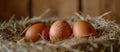 Three Brown Eggs in Pile of Hay Royalty Free Stock Photo