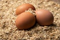 Three brown eggs on sawdust