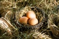 Three brown eggs in straw nest Royalty Free Stock Photo