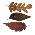 Three brown fall leaves watercolor illustration on paper for decoration on Autumn seasonal