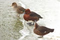 Three brown ferruginous ducks on the bank of a frosted pond