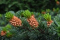 Three fir buds close up Royalty Free Stock Photo