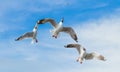 Three Brown headed Gull flying Royalty Free Stock Photo