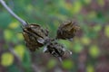 Three brown hibiscus seed pods beginning to open, background soft