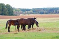 Three brown horses eating hay in a spacious pasture Royalty Free Stock Photo