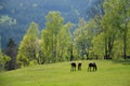 Three brown horses graze on a meadow pasture in the background of a birch spruce forest Royalty Free Stock Photo