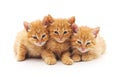 Three brown kittens.