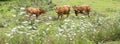 three brown limousin cows and summer flowers in green meadow near limoges in france