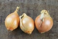 Three brown onions Royalty Free Stock Photo