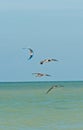 Three brown pelicans flying past a kite board parachute
