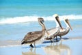 Three Brown Pelicans Pelecanus occidentalis walking on the beach among people in Varadero Cuba Royalty Free Stock Photo