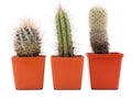 Three brown potted cactus. Front view on white isolated background