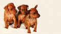Three brown puppies are sitting on a white background. The little dogs look away. Portrait. Royalty Free Stock Photo