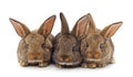 Three brown rabbits