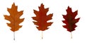 Three brown and red autumn oak leaves close-up. Isolated over white background Royalty Free Stock Photo