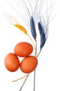 Three brown or red eggs and decorative wheat ears white background isolated