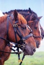 Three brown saddled horses profiles