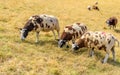 Three brown spotted sheep in the foreground in yellowed grass Royalty Free Stock Photo