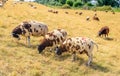 Three brown spotted sheep in the foreground in yellowed grass Royalty Free Stock Photo