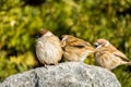 Three brown tree sparrow birds, Passer domesticus, perching on stone, green tree spotted background Royalty Free Stock Photo